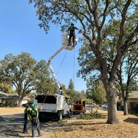 Bucket truck trimming a large oak tree in Kansas City