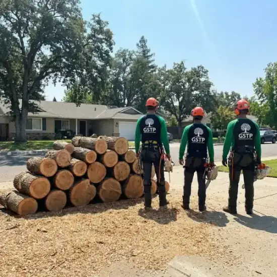 Freshly cut oak logs from a Kansas City tree removal